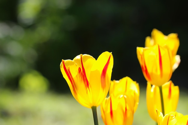 テキストのコピースペースと自然なぼやけた背景に黄色いチューリップの花のクローズアップ