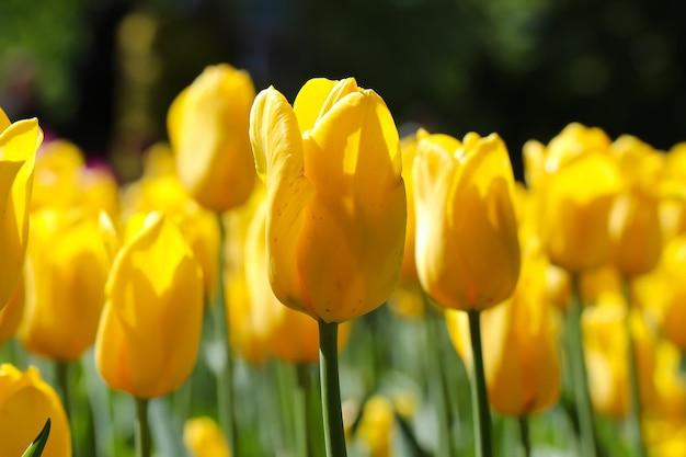 closeup of yellow tulips in a field of yellow tulips