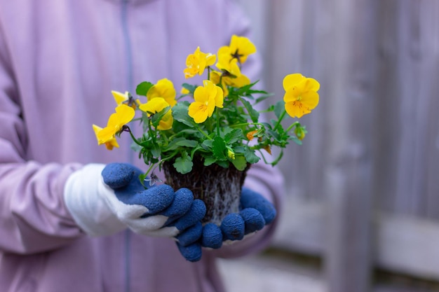 土と根を手に持ったポットから引き抜かれた黄色の紫色の花のクローズアップ