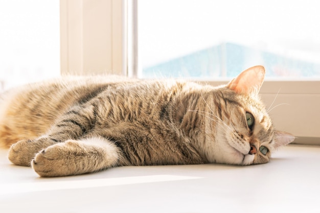 Крупный план молодого очаровательного грустного полосатого кота, лежащего на подоконнике и наслаждающегося солнечным днем Домашнее животное