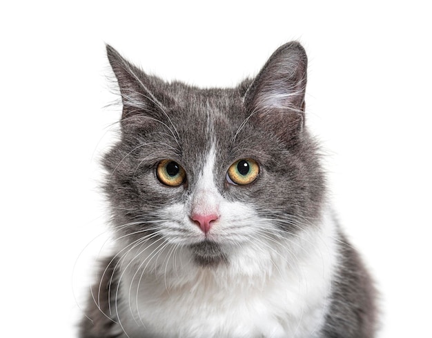 Closeup on a young Crossbreed cat blue eye