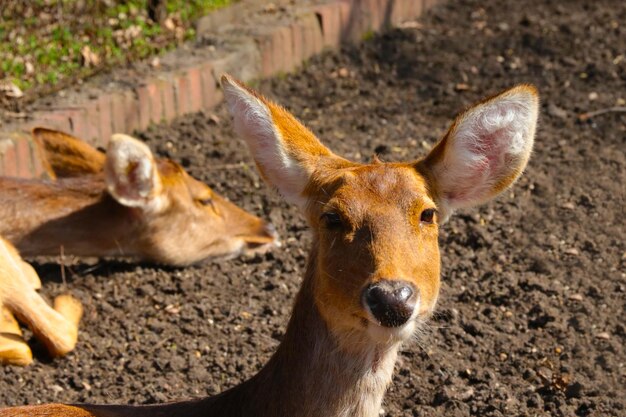 公園の若い鹿のクローズ アップ