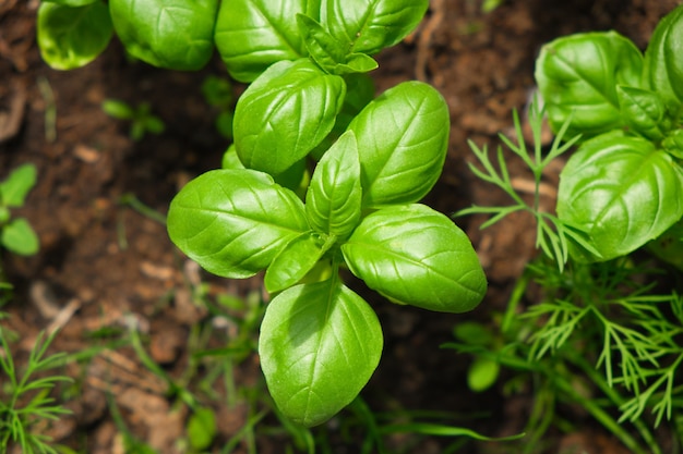 closeup of young fresh basil plant in the ground ocimum basilicum in garden gardening background