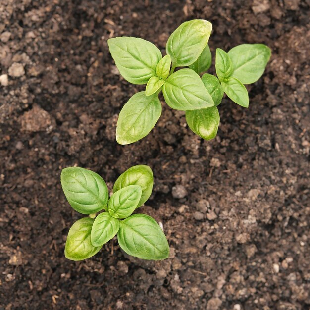 Closeup of young fresh basil plant in the ground Ocimum basilicum in the garden