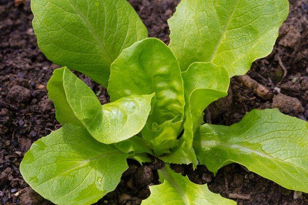 新鮮に見える若いレタスの植物のクローズアップ