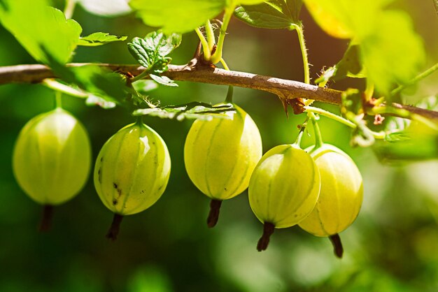 Closeup of young gooseberry berries berries on a branch in sunlight