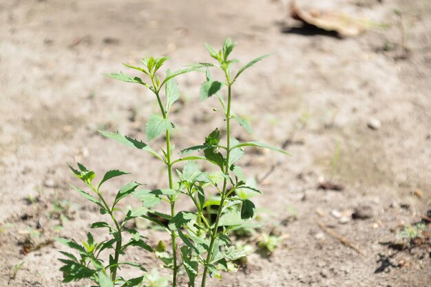 土 で 成長 し て いる 若い 緑 の 植物 の 近く の 写真