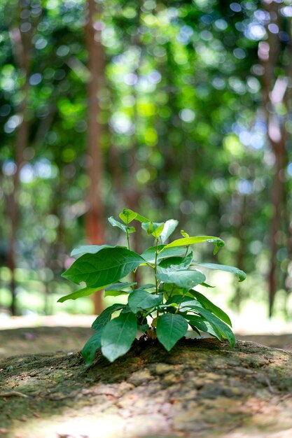 Closeup young green plant growing 