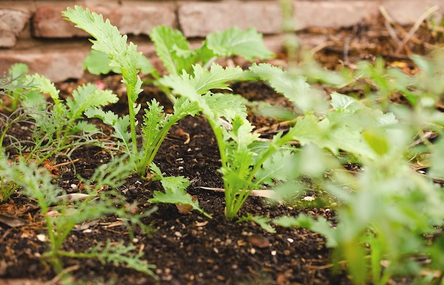 Closeup of young green sprouts growing in a vegetable garden