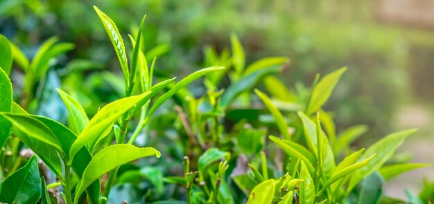 Closeup of young green tea leaves and fresh green tea leaves at the tea plantation