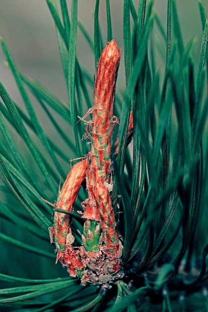 Closeup of a young growing cone on a pine tree