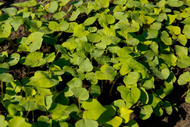 Closeup of young sprout buckwheat