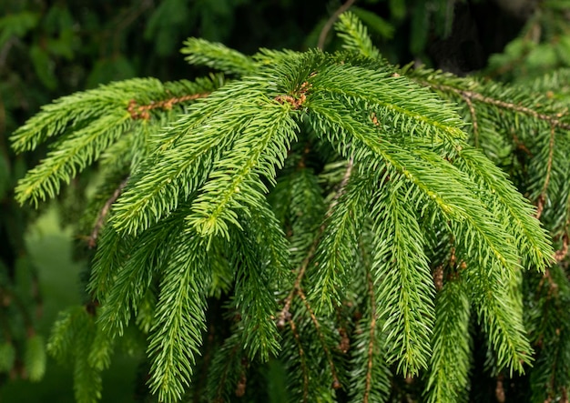 Photo closeup of young spruce needles on blurry background