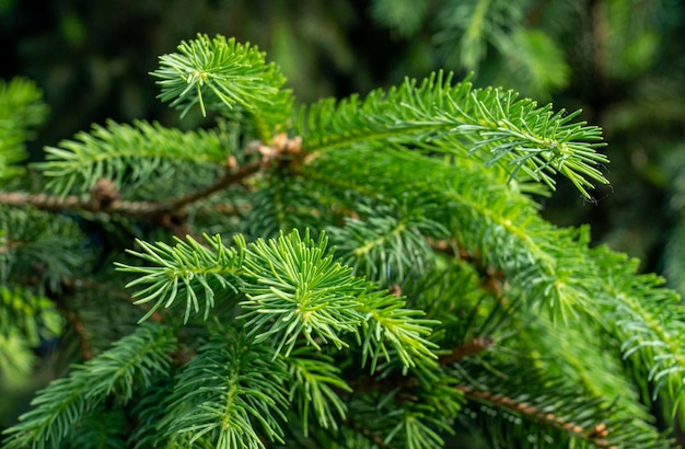 Photo closeup of young spruce needles on blurry background