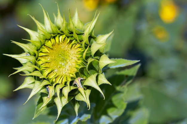 Closeup young sunflower blooming to the sunlight