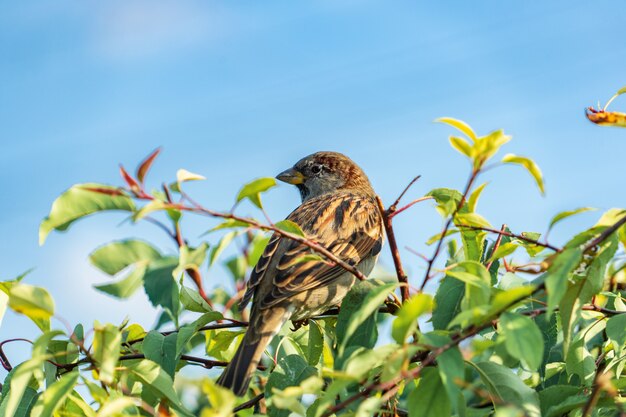 Closeup of a young thief female sitting on a branch among the trees on a sunny day