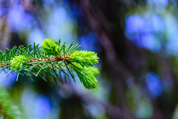 Closeup of the young twigs of fir tree at spring