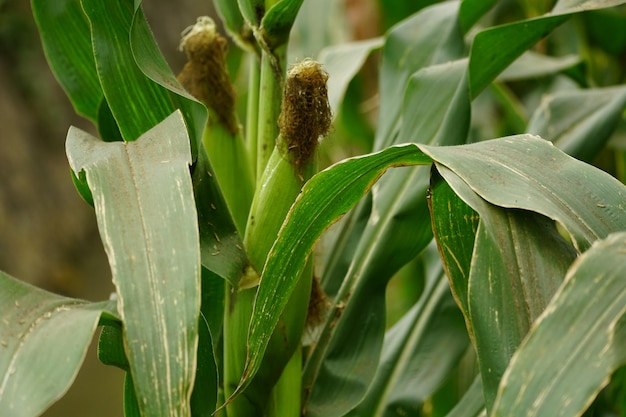 Близкий взгляд на Zea mays в поле