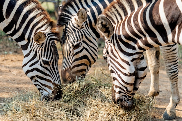 Photo closeup zebra eating grass