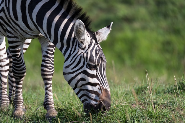 A closeup of a zebra in a national park