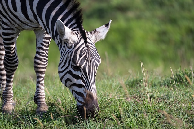 A closeup of a zebra in a national park