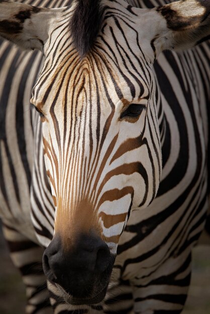 Photo closeup of a zebra in outdoor zoo habitat