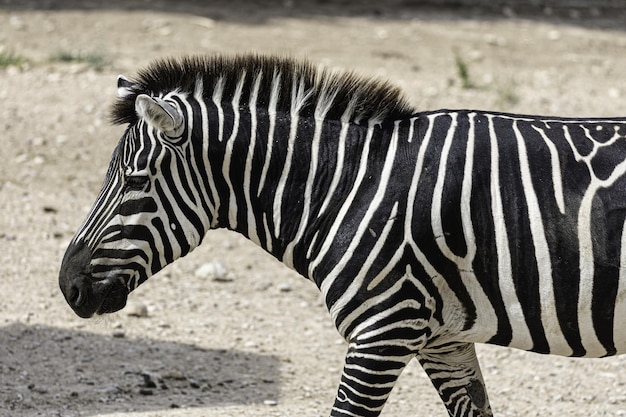 Closeup of a zebra outdoors in a zoo during daylight