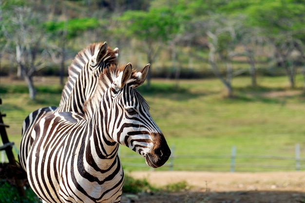 Closeup zebra 