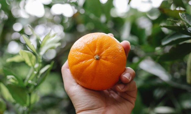 Closeup of zesty tangerine citrus burst perfect for fruit photography