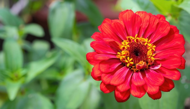 Closeup of zinnia flower in the garden