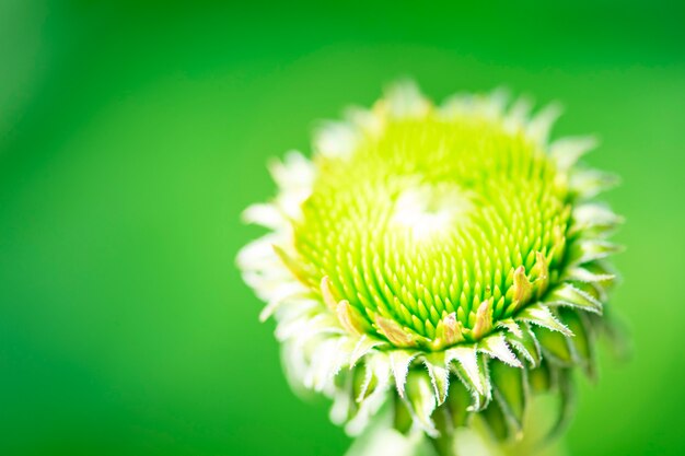 Closeup Zinnia Flower.