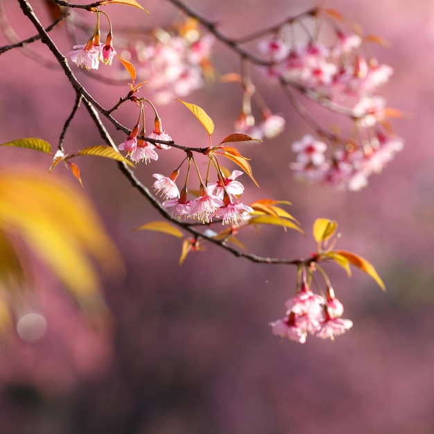 クローズアップ美しい桜チェンマイタイ