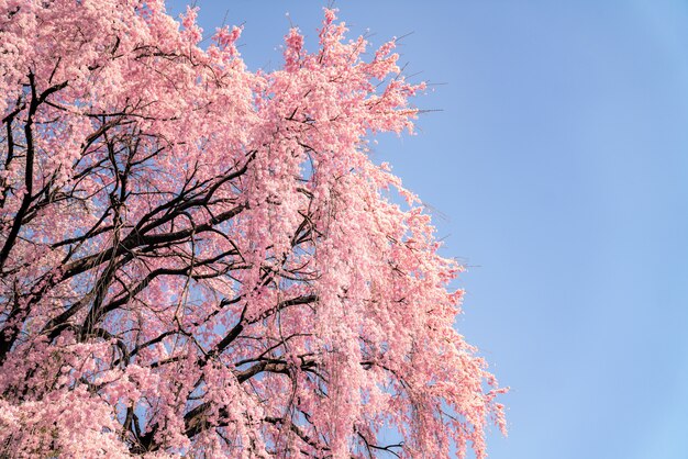 Closs-up sakura-bloem en blauwe hemelachtergrond