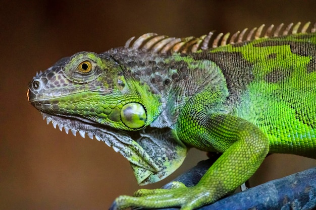 Closuep shot of a green iguana sitting on a wooden branch with a blurred background