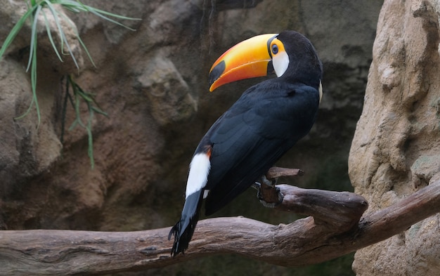 Closup of a Toucan on a branch