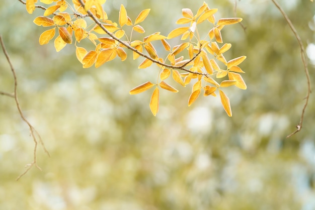 Foto closup van bruin oranje herfstblad vallen natuur uitzicht op onscherpe achtergrond in de tuin met kopie ruimte gebruiken als seizoen behang achtergrond voorblad concept