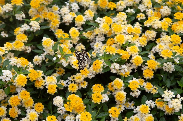 金の花の布