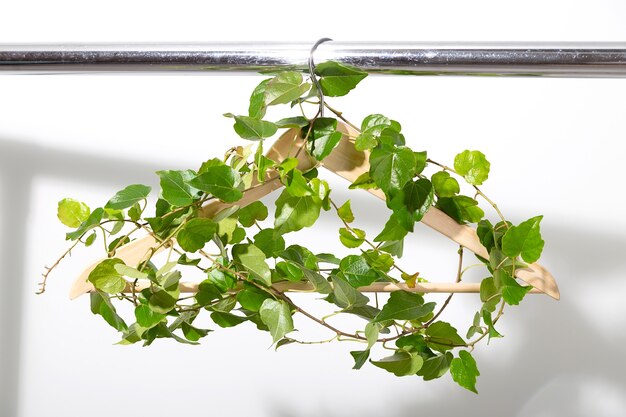 Clothes hanger entwined with green plant hanging on plain on white wall