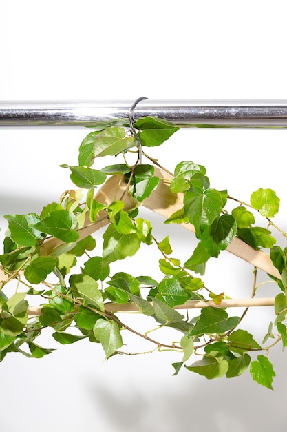 Clothes hanger entwined with green plant hanging on plain on white wall