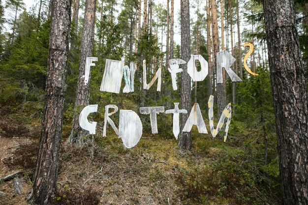 Photo clothes hanging on tree trunk in forest