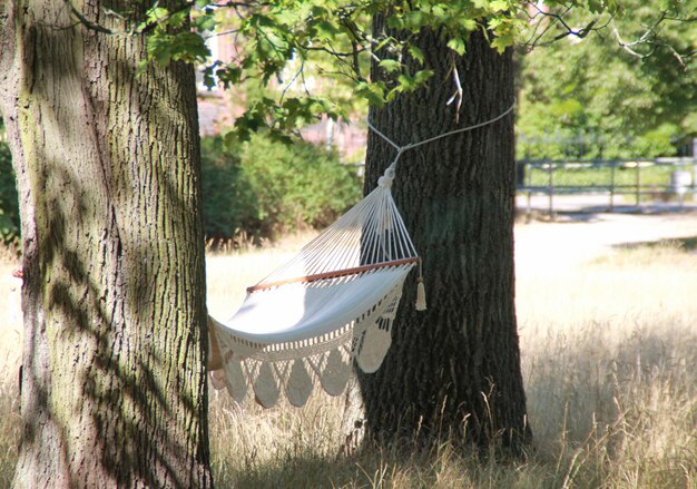 Foto abbigliamento appeso al tronco dell'albero