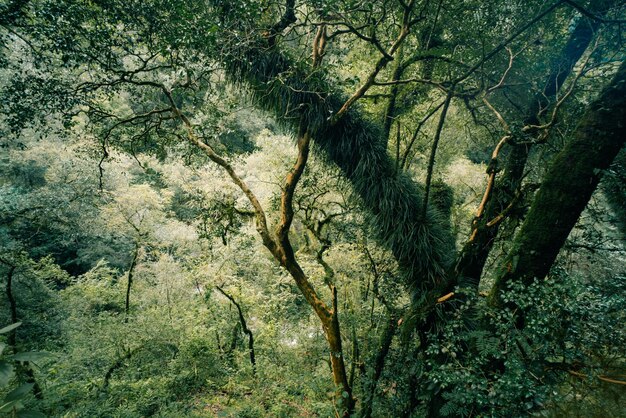 Cloud Forest in Argentina panoramic view of the tropical jungle