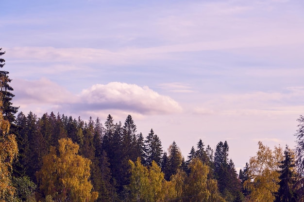 A cloud in the sky over the autumn forest