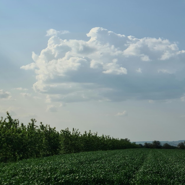 A cloud in the sky above a field of crops