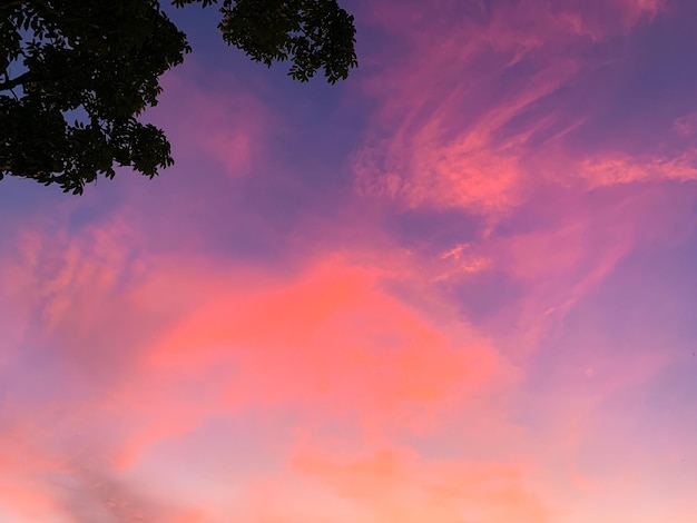 cloud in the sky magenta color with tree silhoutte