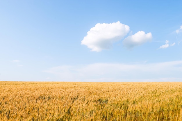 Cloud of wheat and field