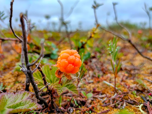 Cloudberry berry taiga nature autumn