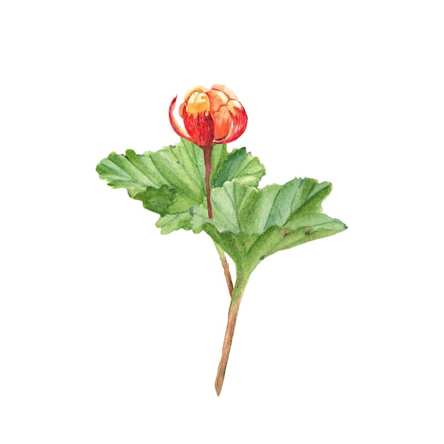 Cloudberry Golden juiccy berry and leaves isolated on white background Watercolor illustration