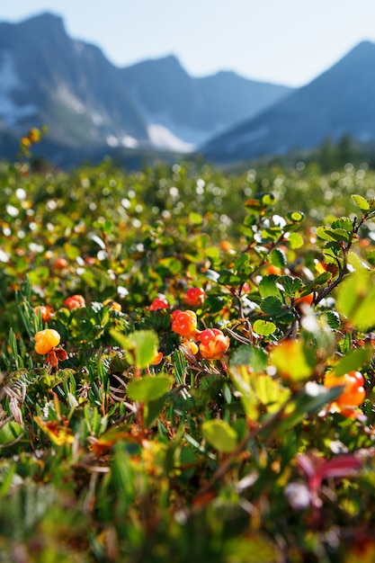 Cloudberry groeit in het bos. noord-karelië.