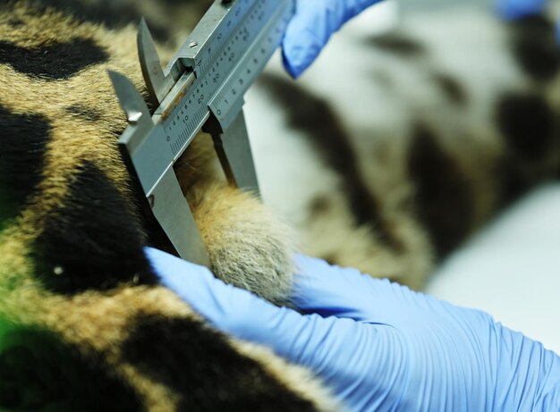 I genitali di un leopardo nebuloso in un ospedale per animali. che sta diagnosticando un veterinario specializzato.